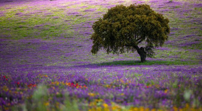 Blumenmeer